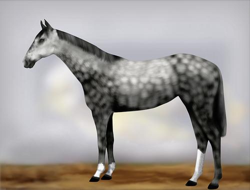 Horse Image