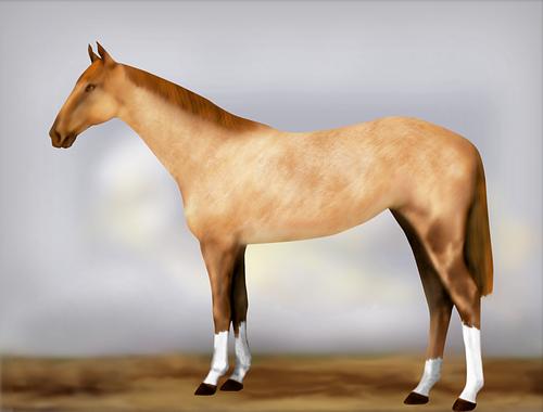 Horse Image