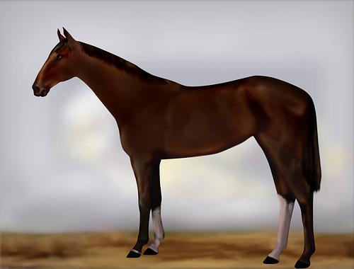Horse Image