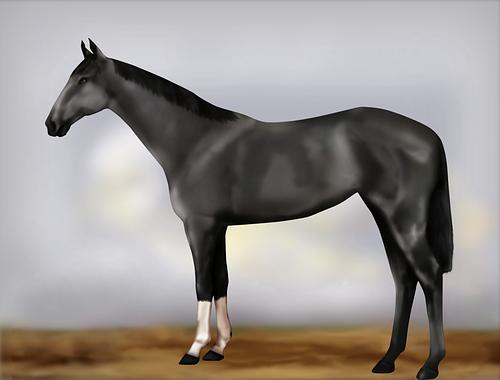 Horse Image