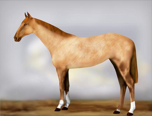 Horse Image