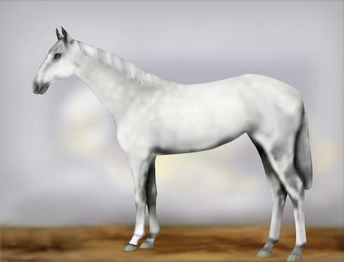 Horse Image