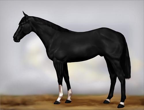 Horse Image