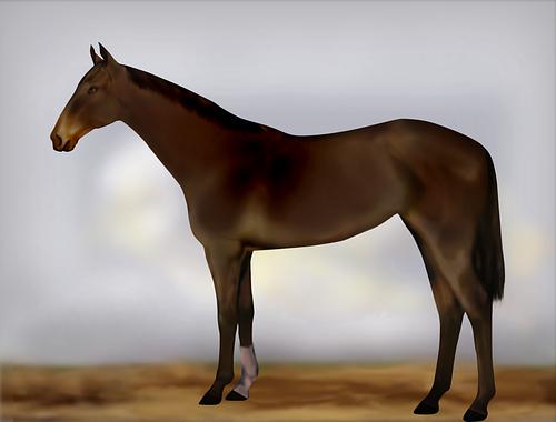 Horse Image