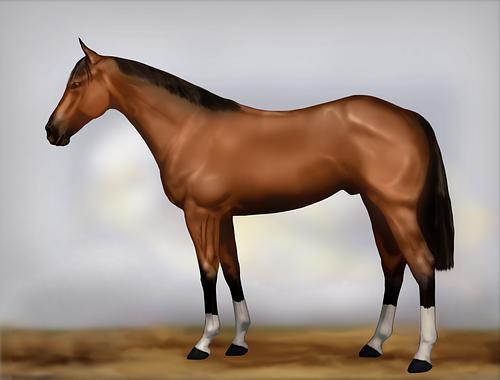 Horse Image