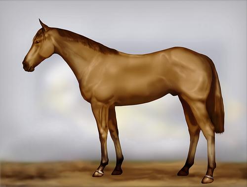 Horse Image
