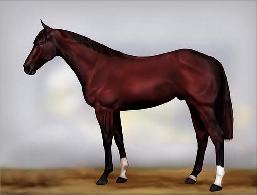 Horse Image