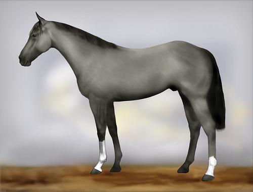 Horse Image