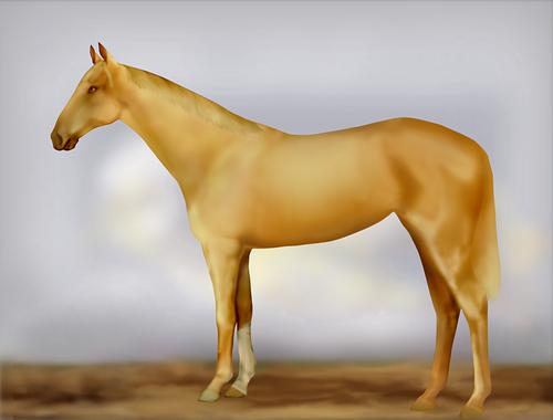 Horse Image