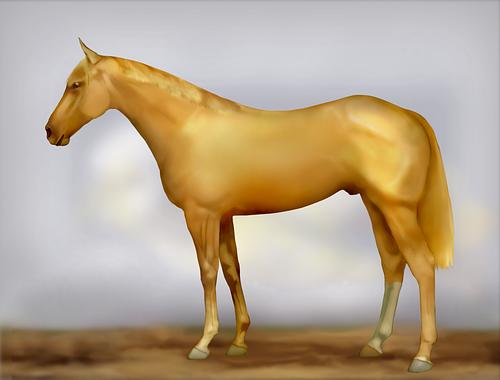 Horse Image