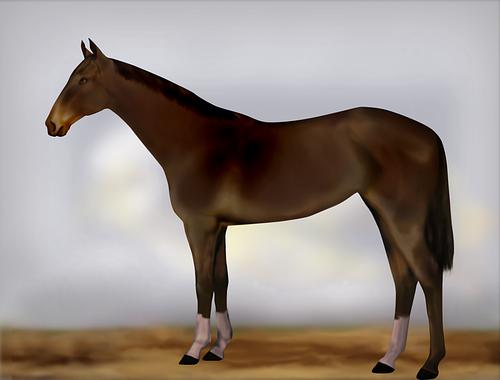 Horse Image