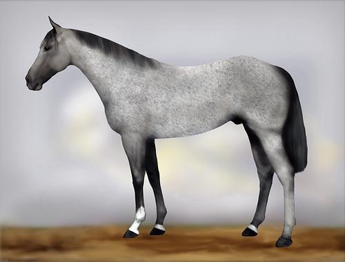 Horse Image