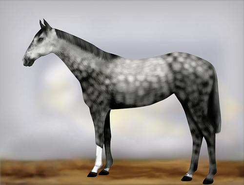 Horse Image