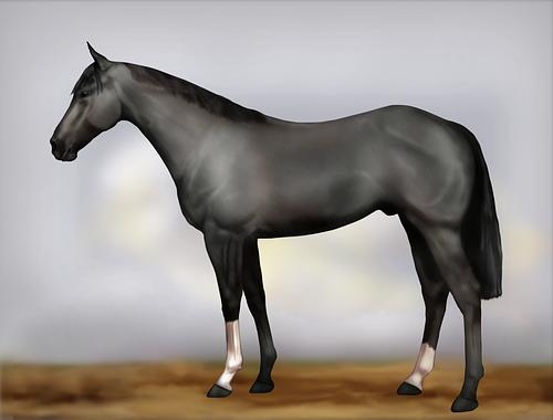 Horse Image