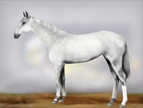 Horse Image