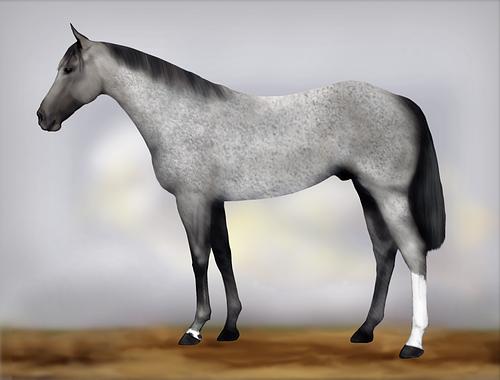 Horse Image