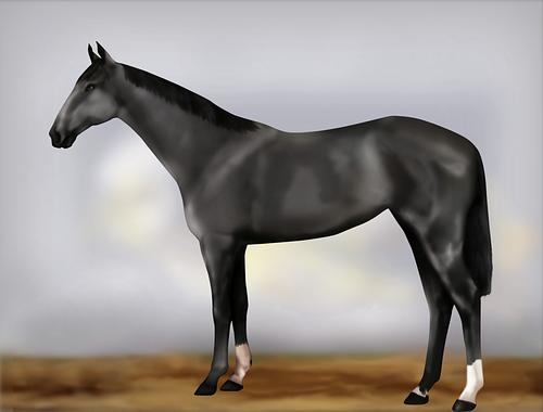 Horse Image