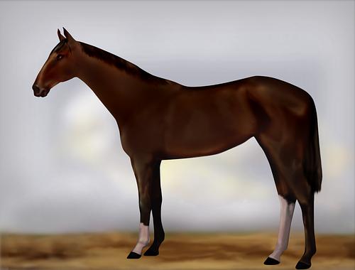 Horse Image