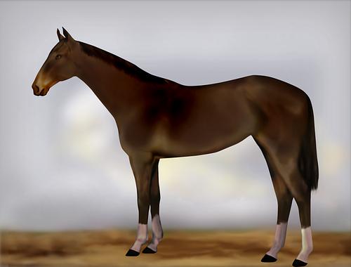 Horse Image