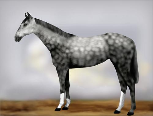 Horse Image