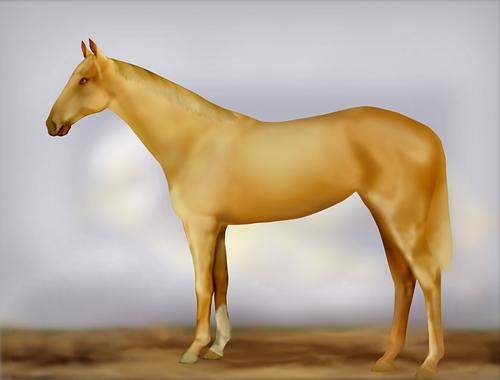 Horse Image