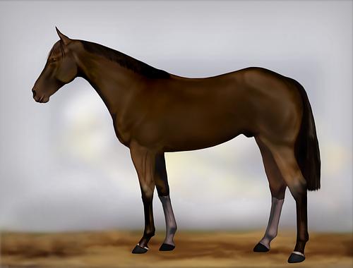 Horse Image
