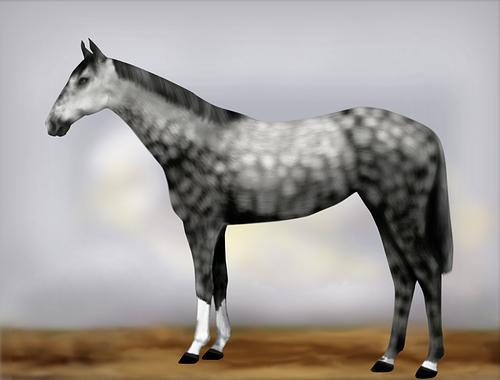 Horse Image