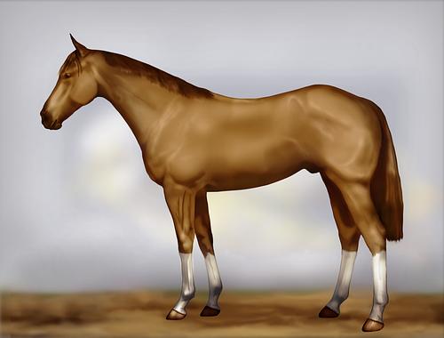 Horse Image