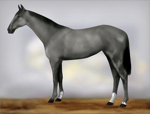 Horse Image