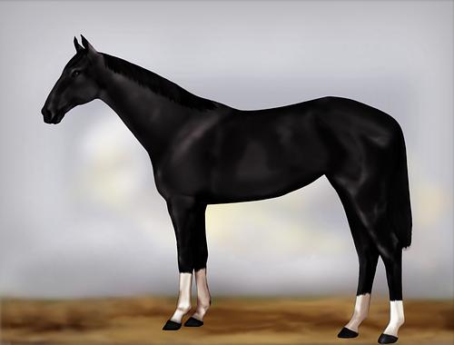 Horse Image