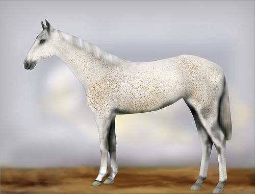 Horse Image