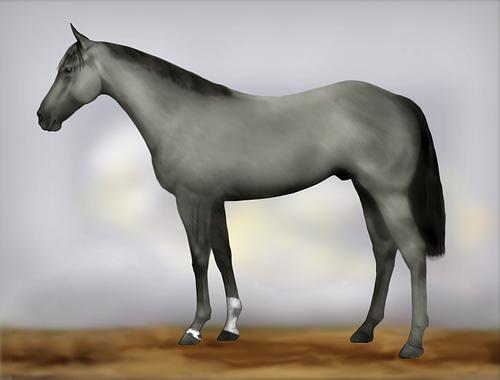 Horse Image