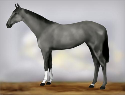 Horse Image