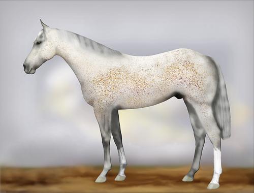 Horse Image