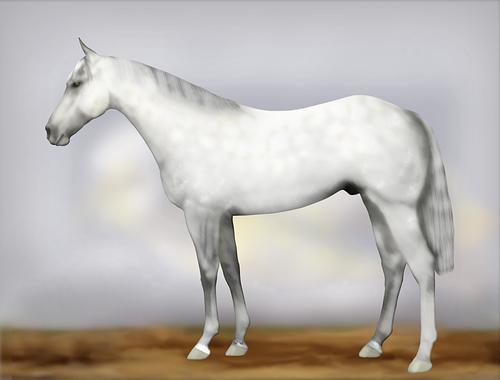 Horse Image