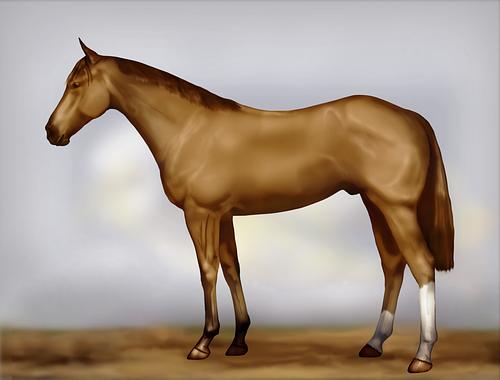 Horse Image