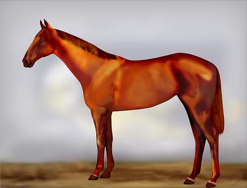 Horse Image