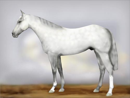 Horse Image