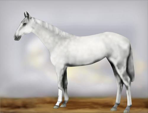 Horse Image