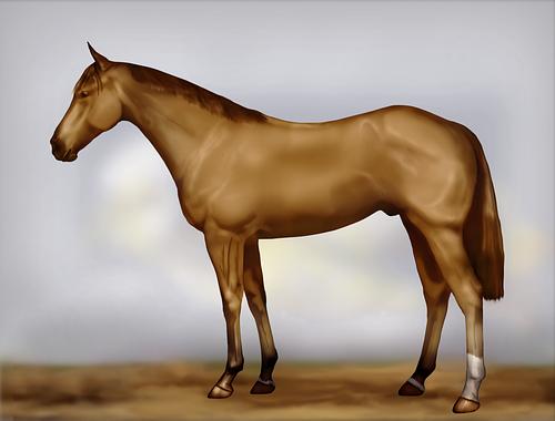 Horse Image