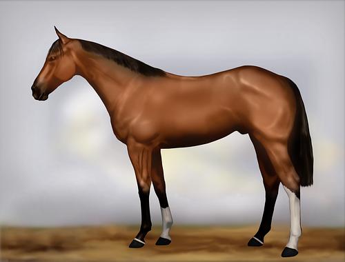 Horse Image