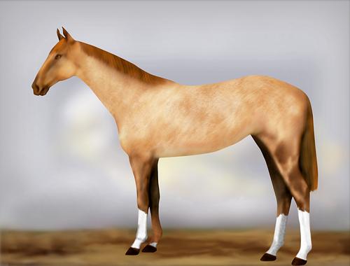 Horse Image