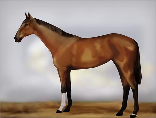 Horse Image
