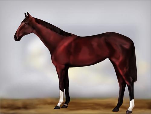 Horse Image