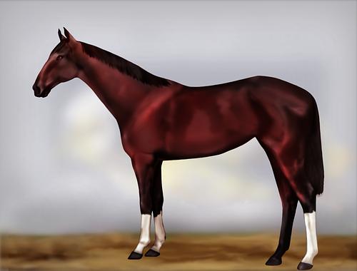 Horse Image